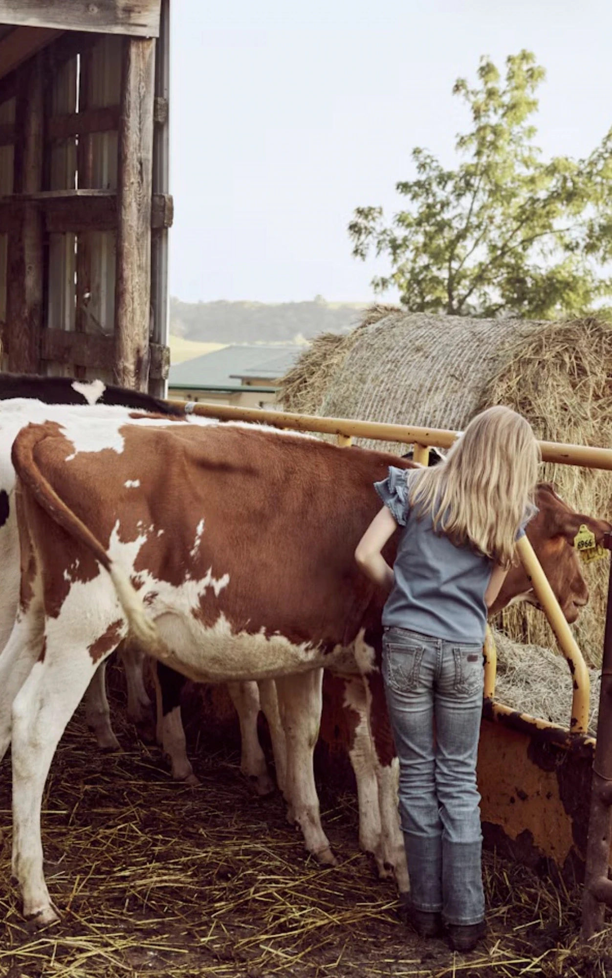 Girl tending cows beside a barn and hay bales